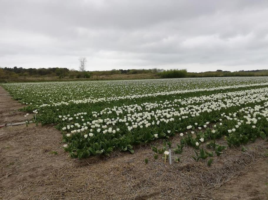 Cottage Egmond-Binnen Met Besloten Tuin Екстериор снимка